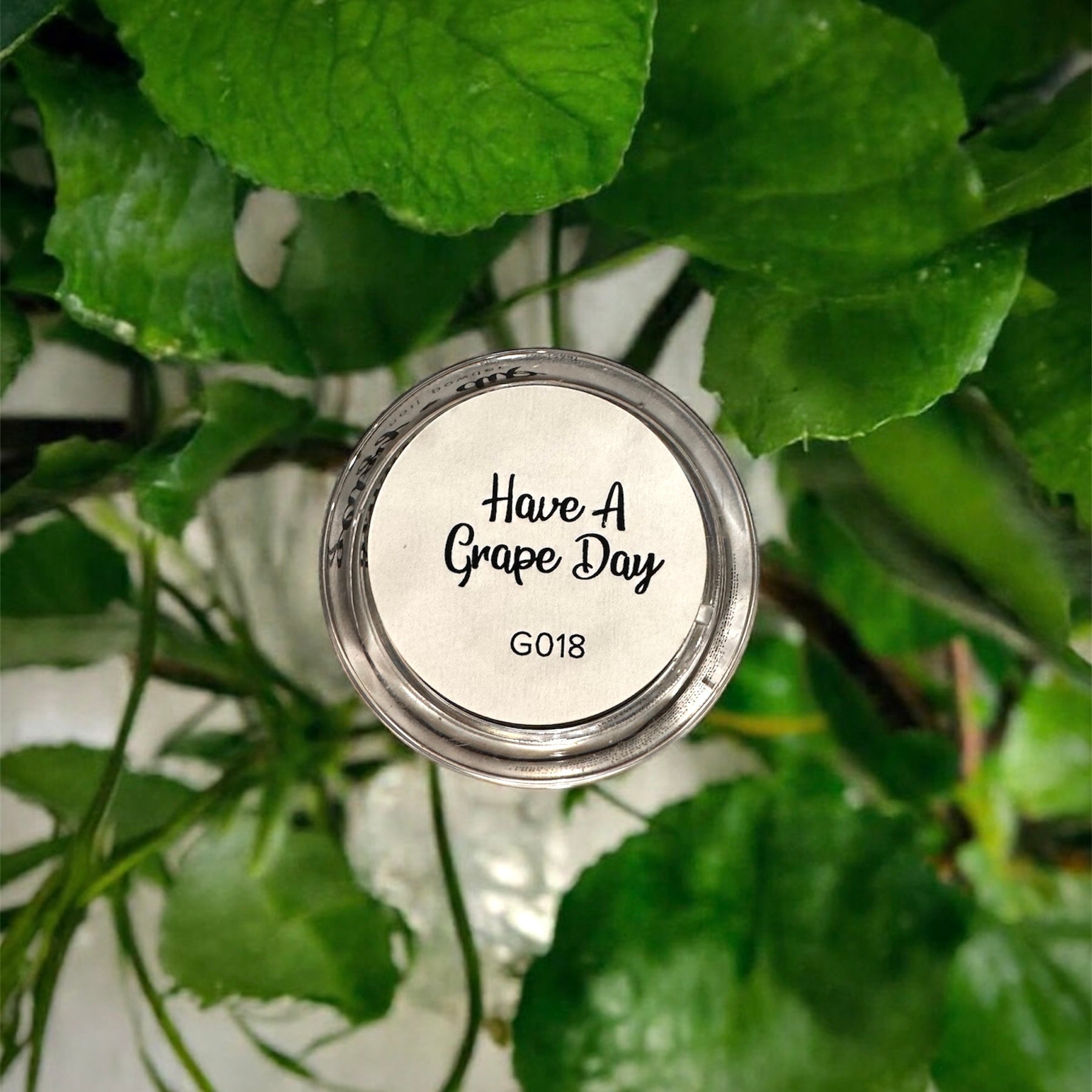 Have A Grape Day