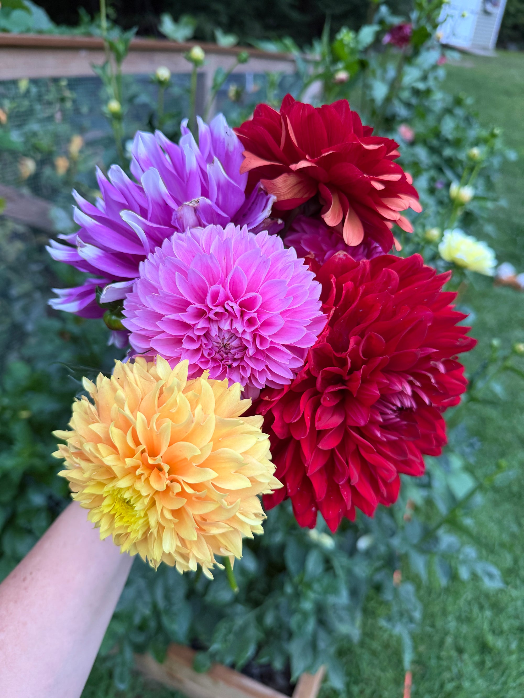 Dahlia Bouquet (6)